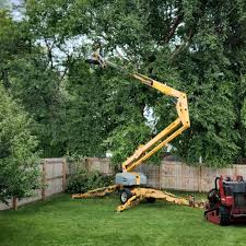 How Our Tree Care Process Works  in  Mount Arlington, NJ