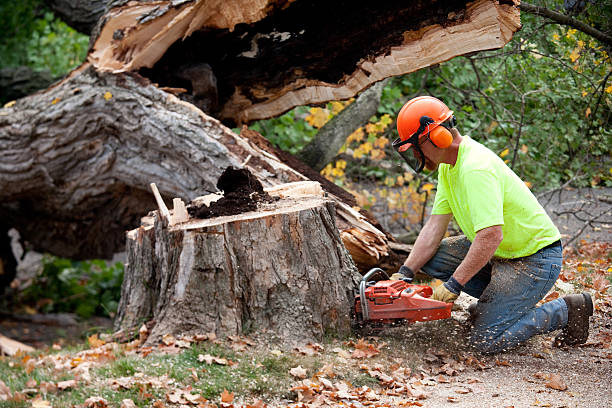 Professional Tree Services in Mount Arlington, NJ