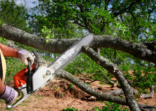 Best Utility Line Clearance  in Mount Arlington, NJ